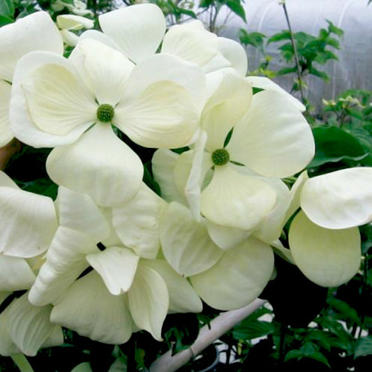 Cornus Venus®