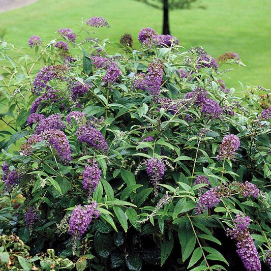 Buddleia Lo & Behold® 'Purple Haze'