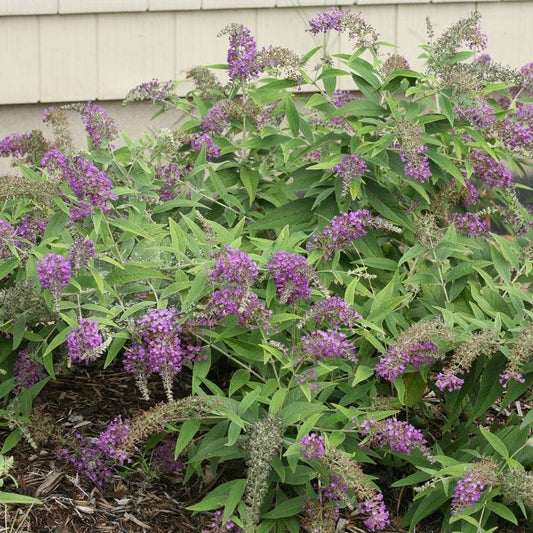 Buddleia Lo & Behold® 'Purple Haze'