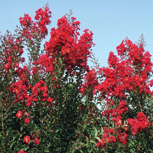 Lagerstroemia Red Rocket®