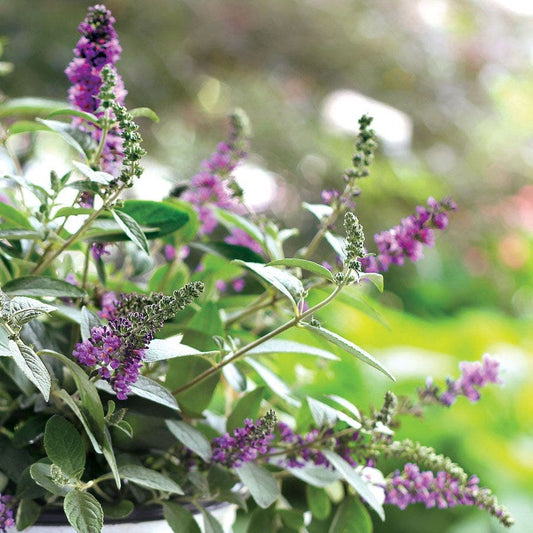Buddleia Lo & Behold® 'Blue Chip Jr.'