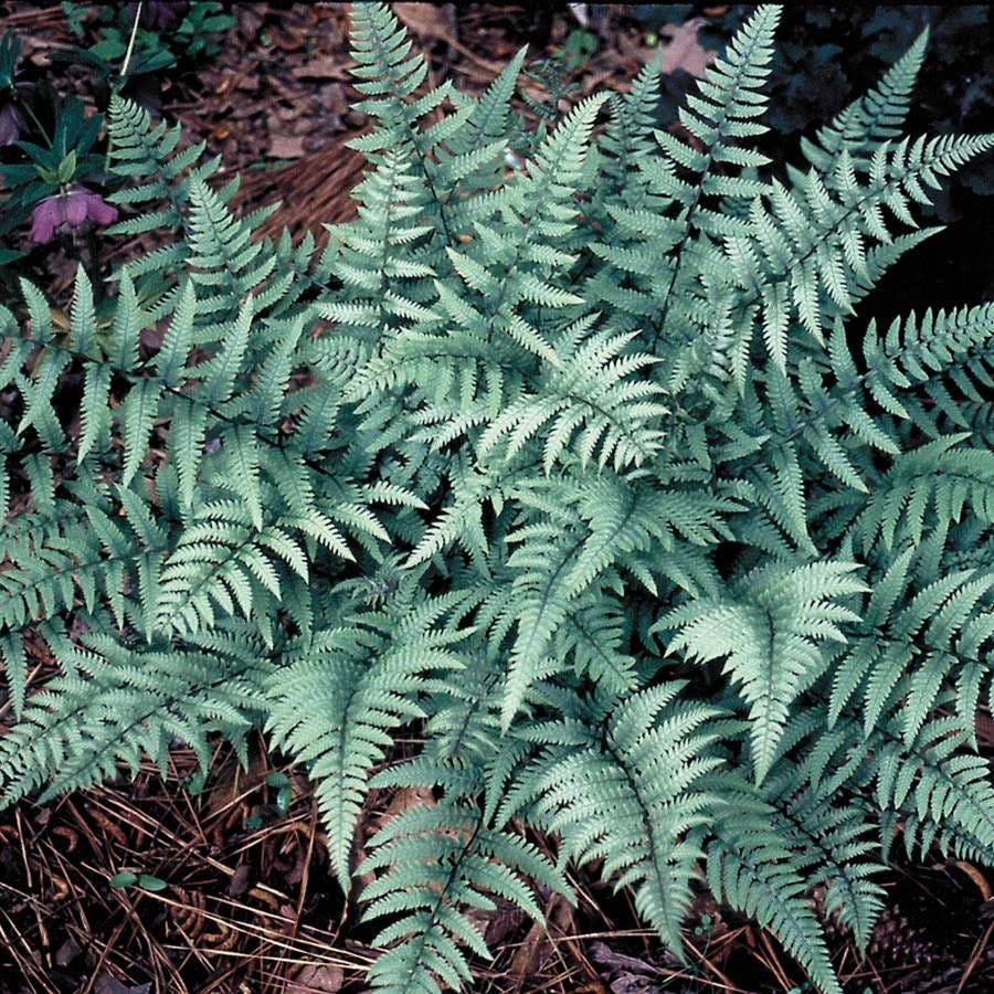 Athyrium 'Ghost'