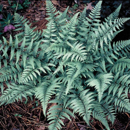 Athyrium 'Ghost'