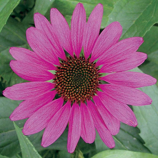 Echinacea 'Magnus' Purple Coneflower