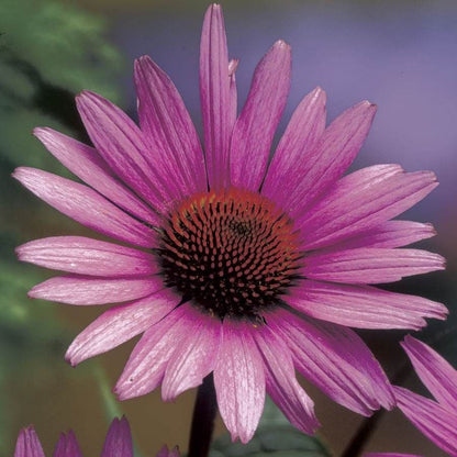 Echinacea 'Magnus' Purple Coneflower