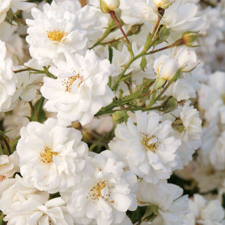 Jackson & Perkins Roses – Wayside Gardens