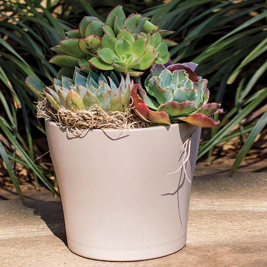 Succulent Mixed Garden