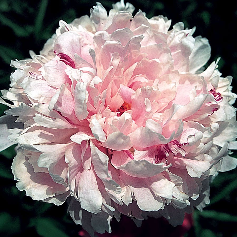 Paeonia 'Sarah Bernhardt'
