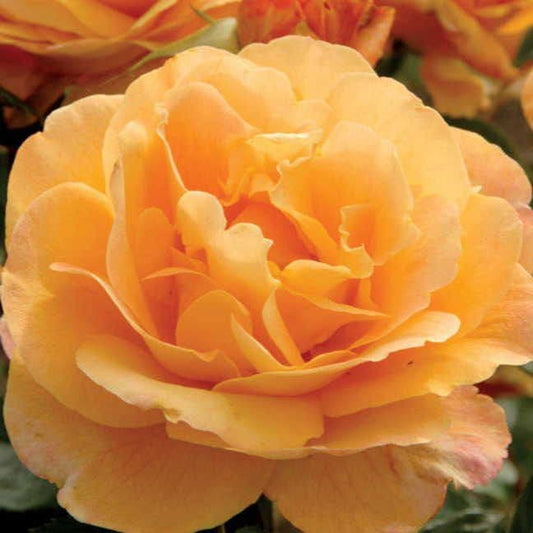 Rosa Strike It Rich®