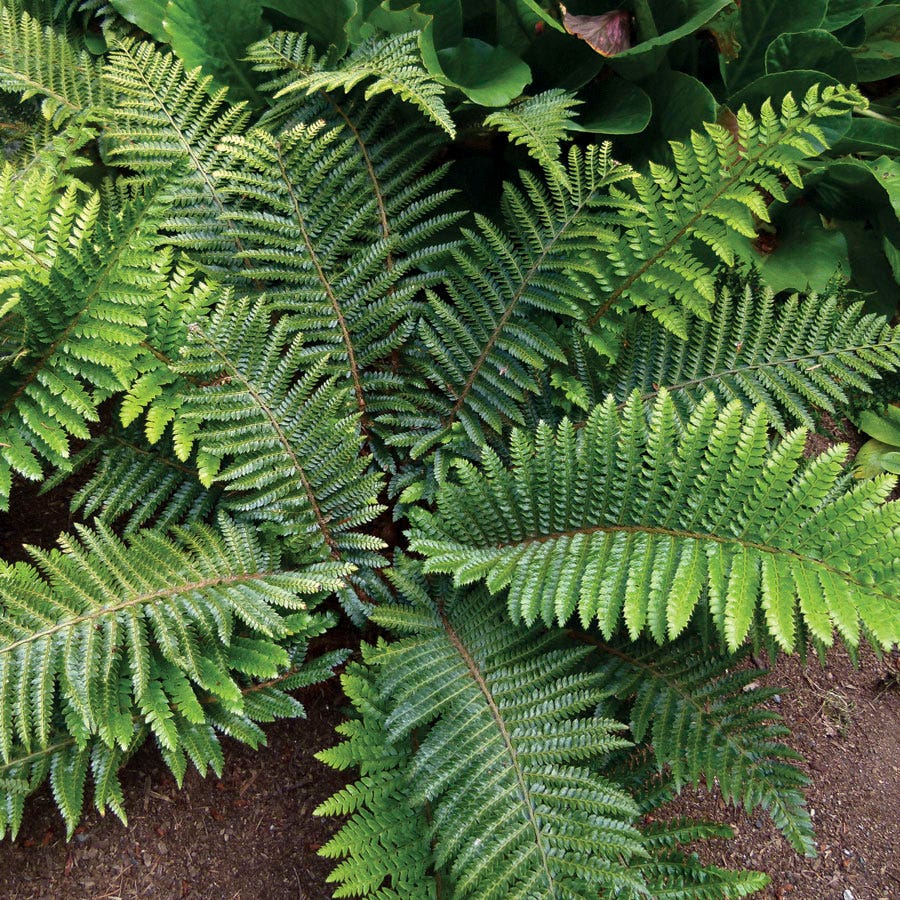 Polyblepharum Tassel Fern