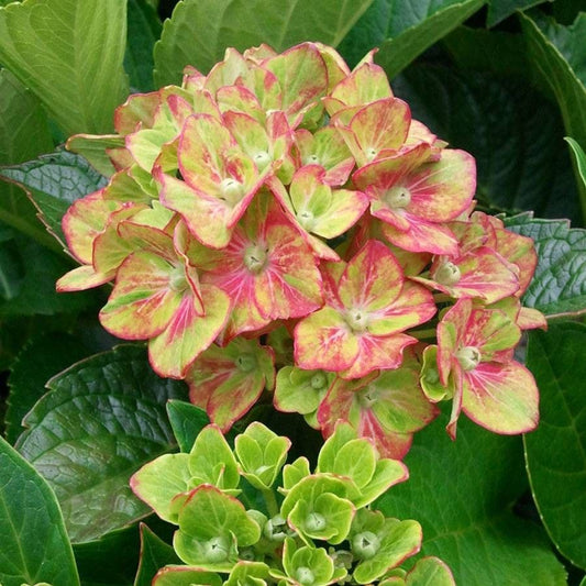 Hydrangea Next Generation® Pistachio