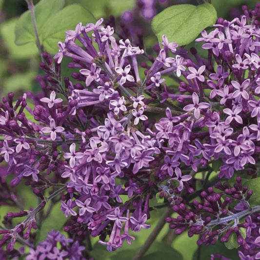 Syringa Bloomerang® Dark Purple