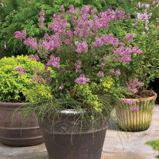 Syringa Bloomerang® Dark Purple