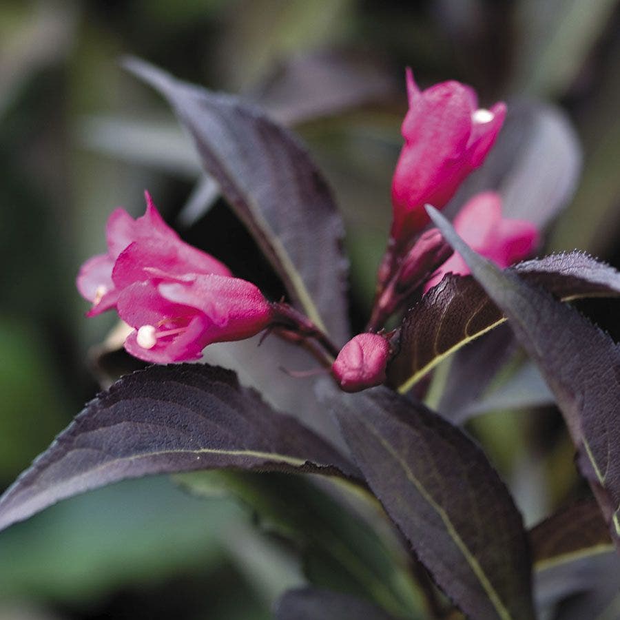 Weigela Spilled Wine®