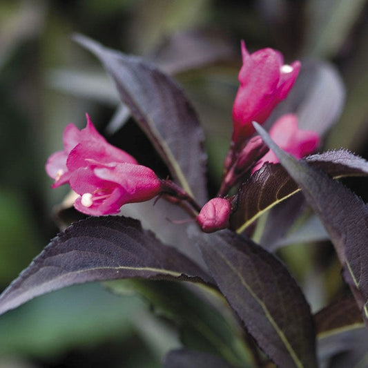 Weigela Spilled Wine®