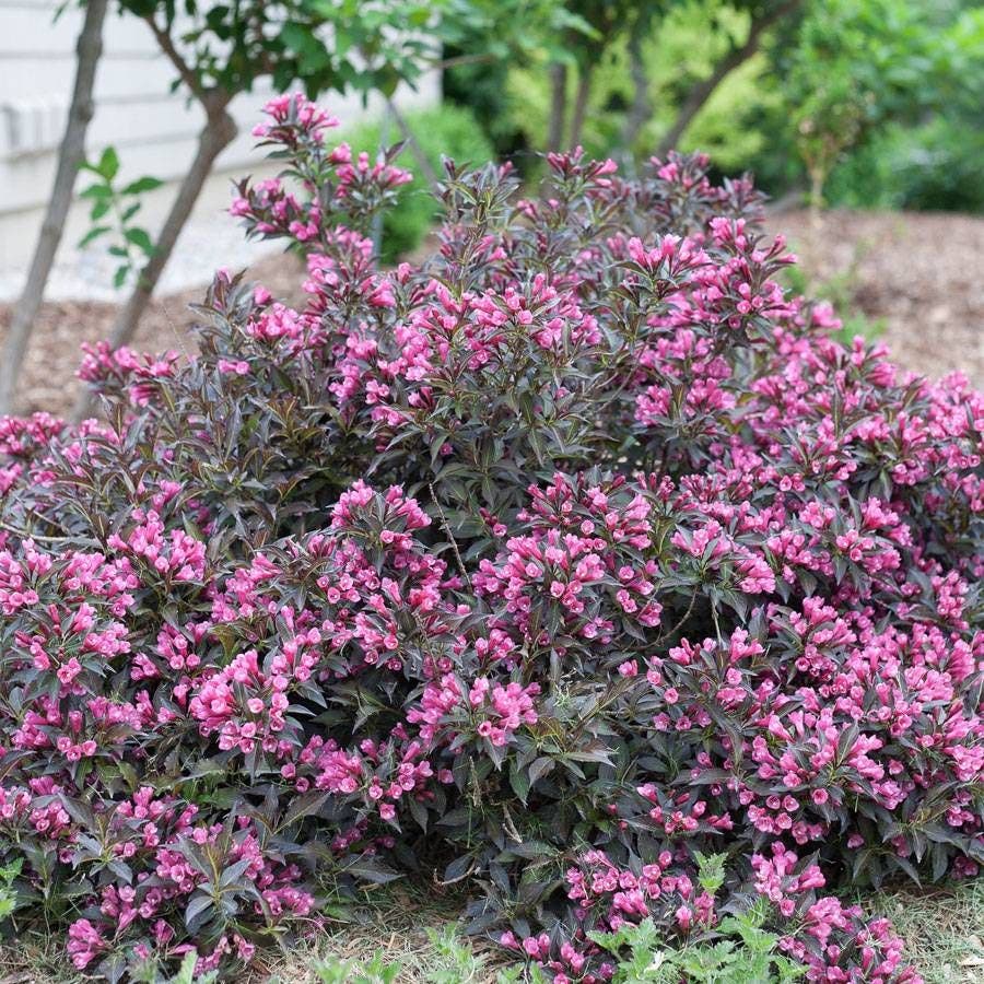 Weigela Spilled Wine®