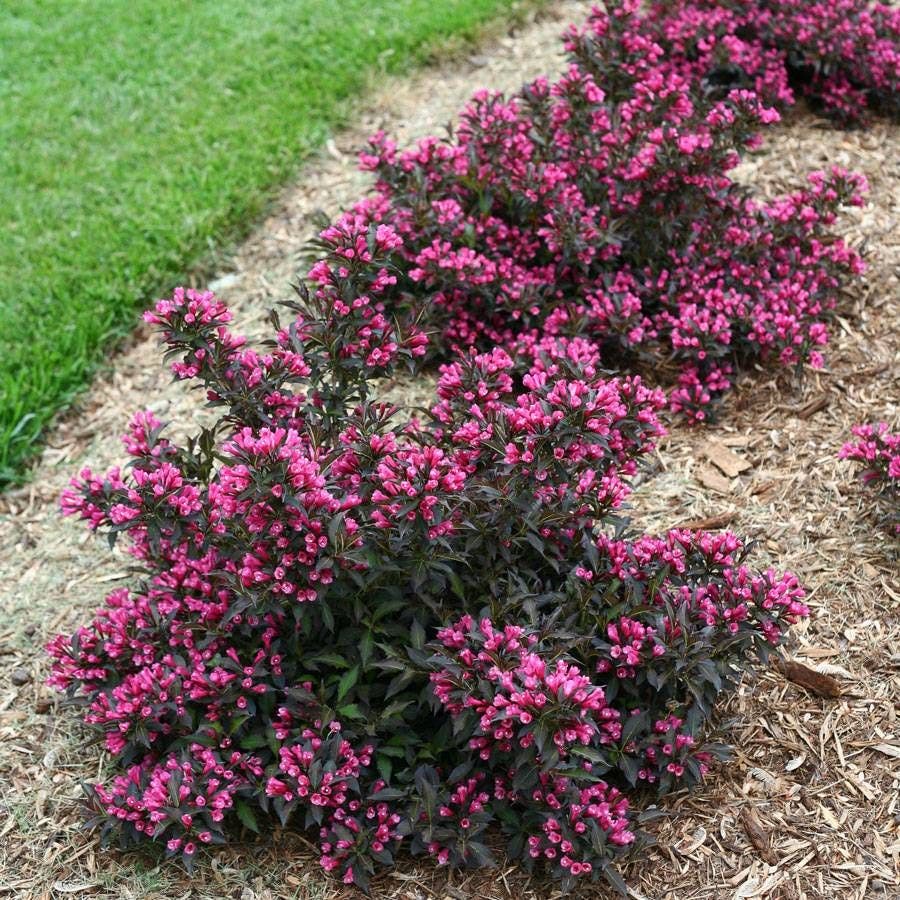 Weigela Spilled Wine®