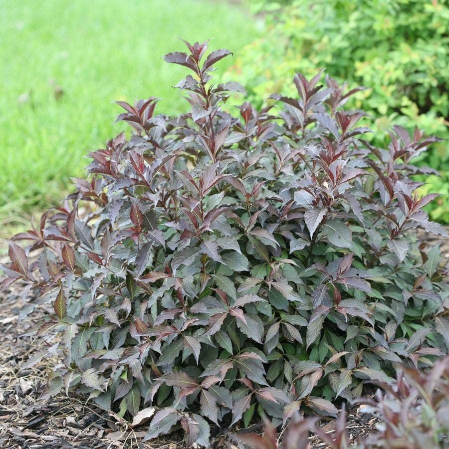 Weigela Spilled Wine®