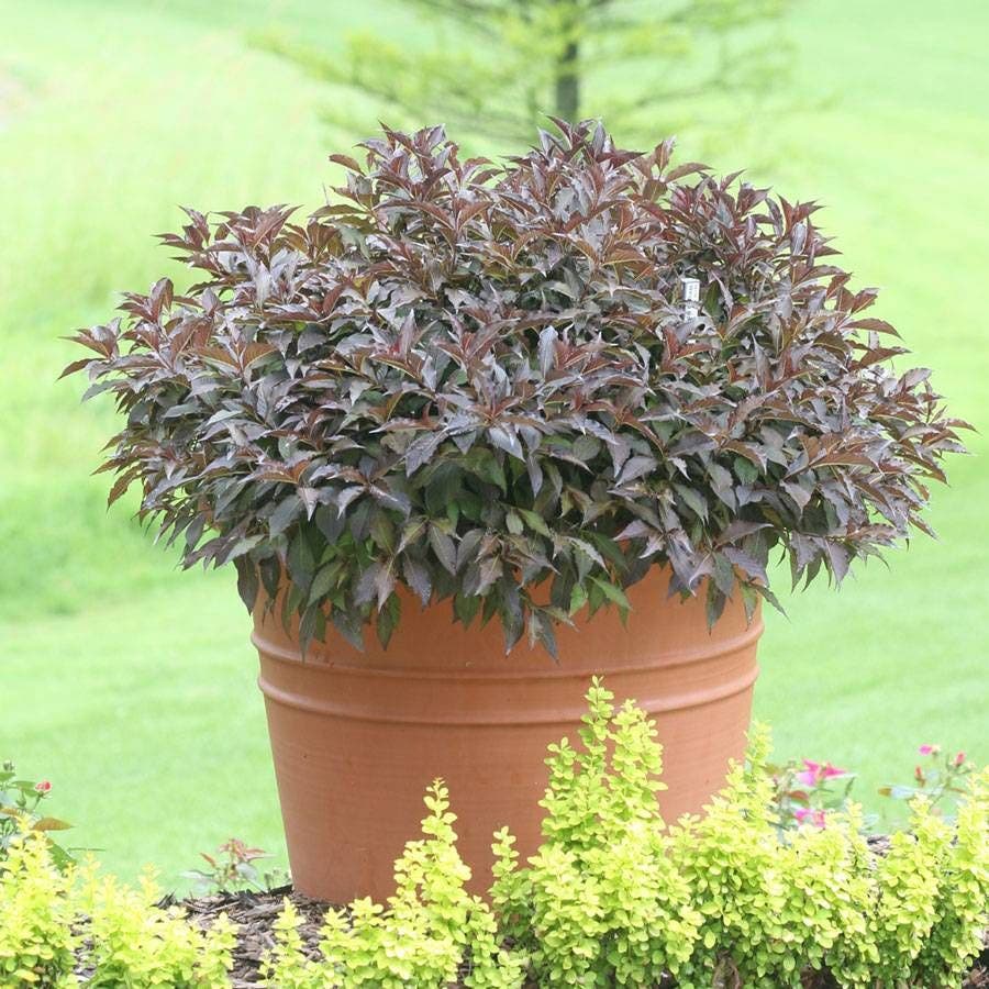 Weigela Spilled Wine®