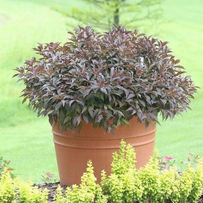 Weigela Spilled Wine®