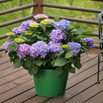 Let's Dance® Rhythmic Blue® Bigleaf Hydrangea