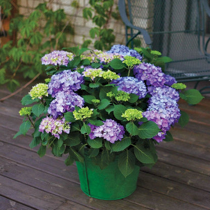 Let's Dance® Rhythmic Blue® Bigleaf Hydrangea