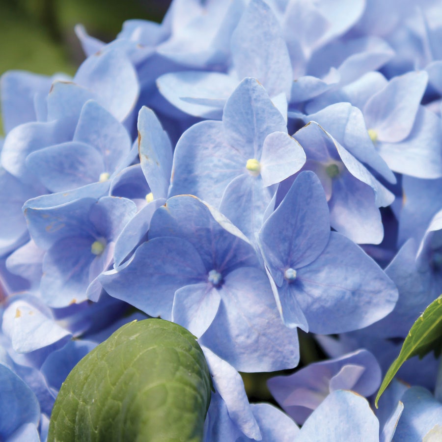 Let's Dance® Rhythmic Blue® Bigleaf Hydrangea