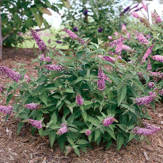 Buddleia Lo & Behold® Pink Micro Chip