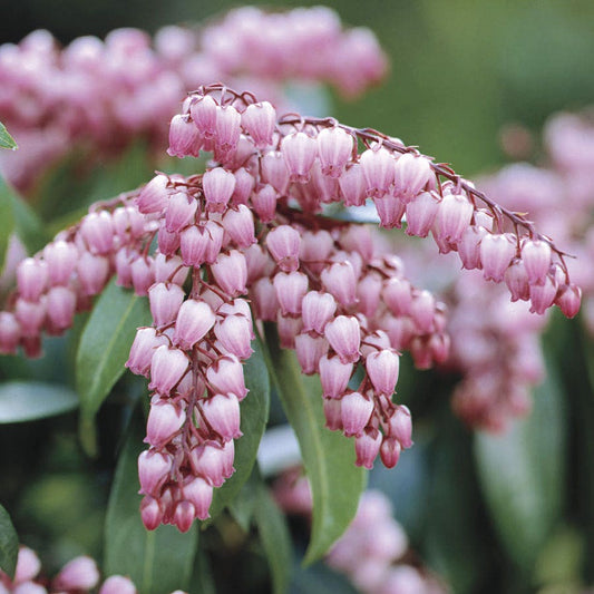 Pieris 'Katsura'