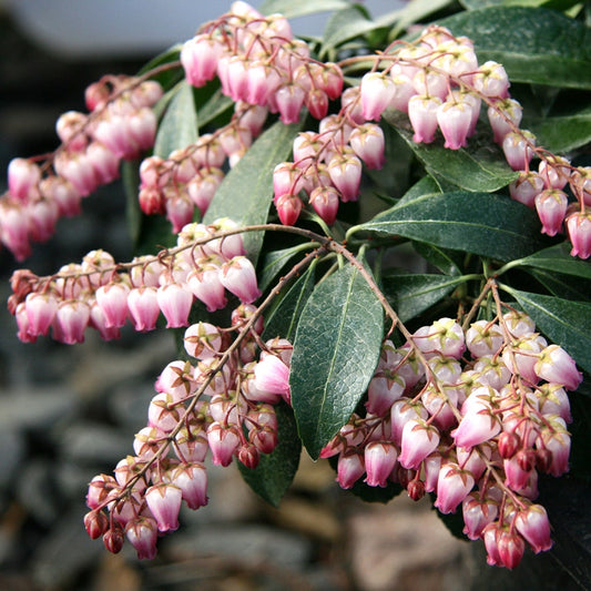 Pieris 'Katsura'