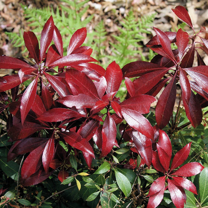 Pieris 'Katsura'