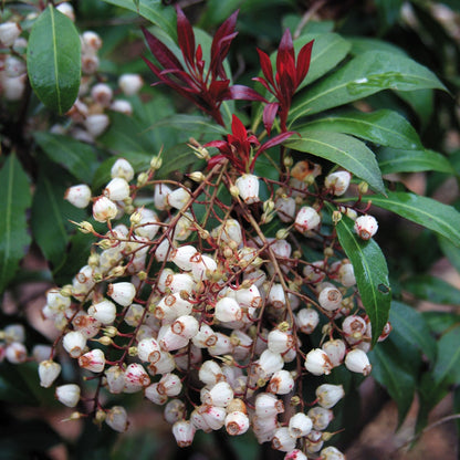 Pieris 'Katsura'