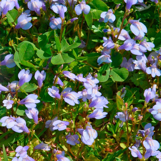 Mazus Purple Creeping Mazus