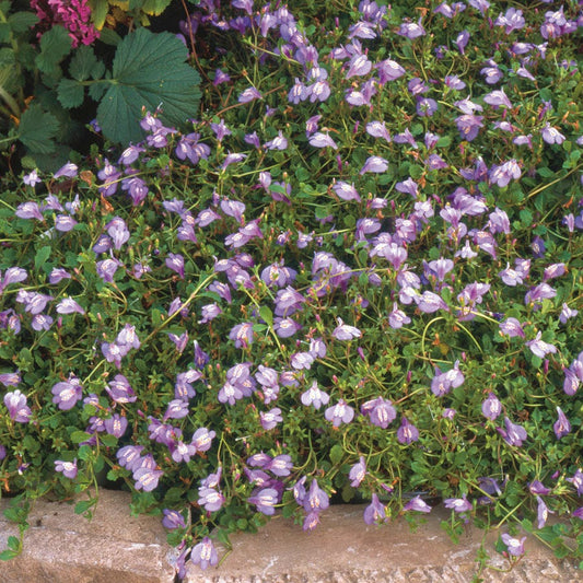 Mazus Purple Creeping Mazus