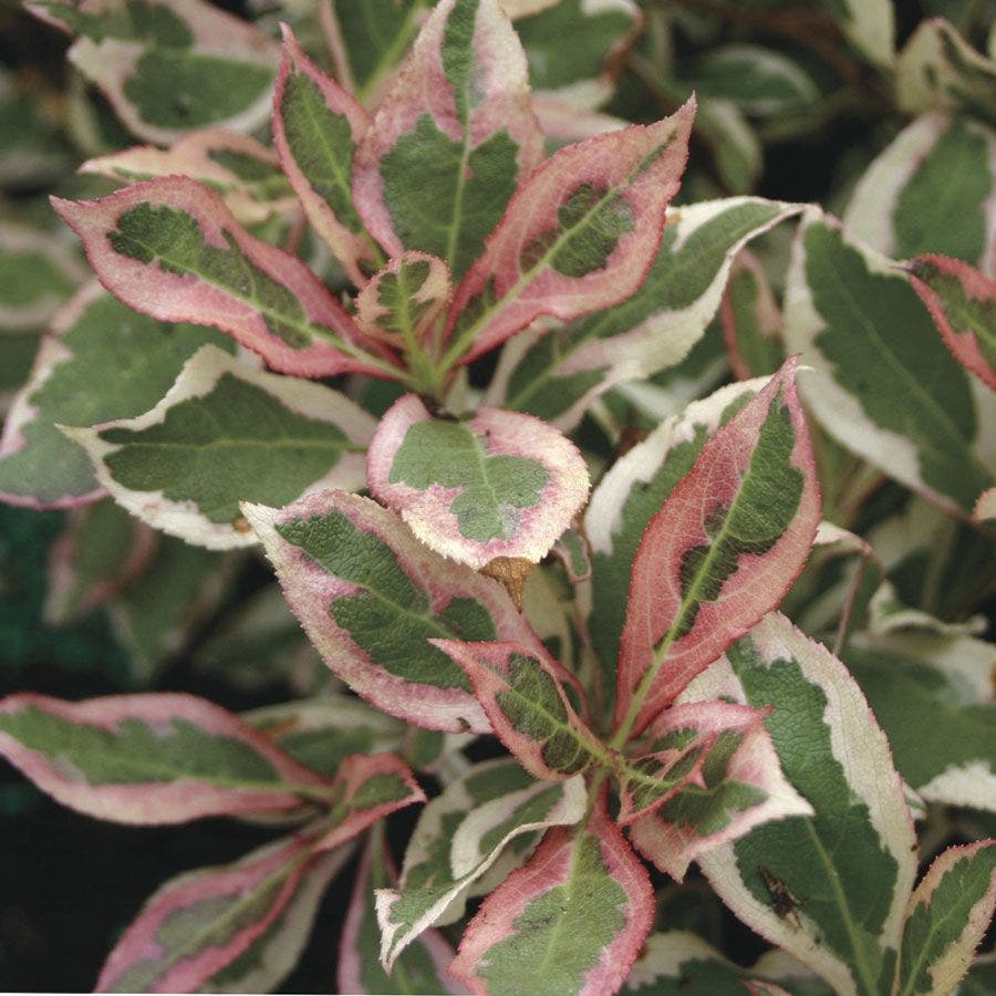 Weigela My Monet®