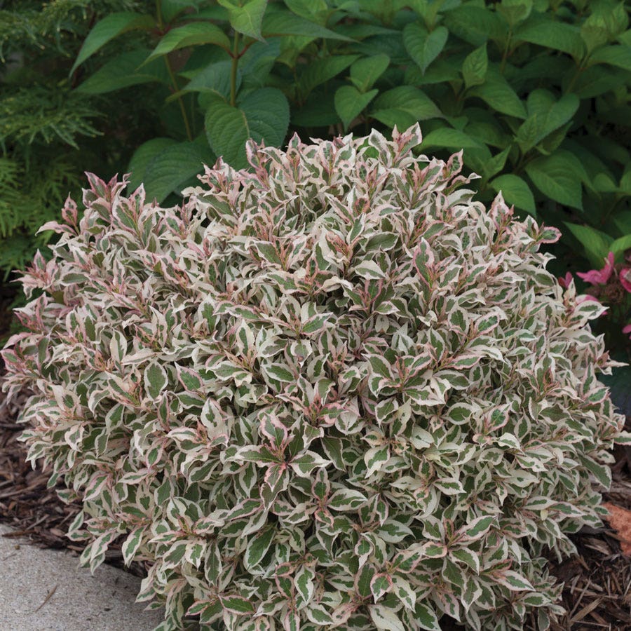 Weigela My Monet®