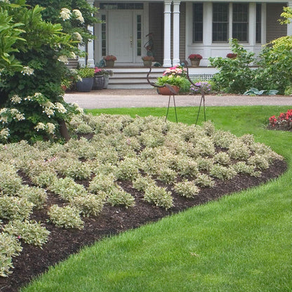 Weigela My Monet®