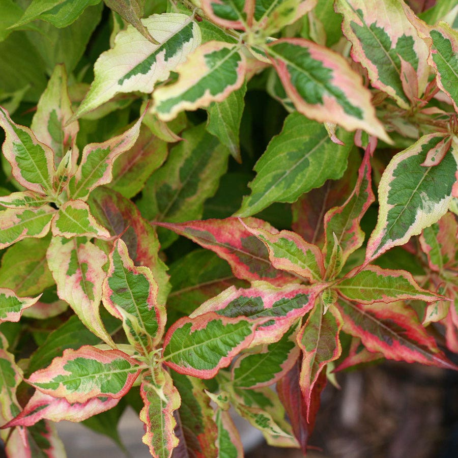 Weigela My Monet®