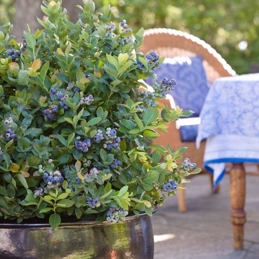 Bushel and Berry® Blueberry Peach Sorbet®
