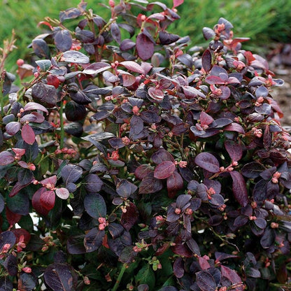 Bushel and Berry® Blueberry Peach Sorbet®