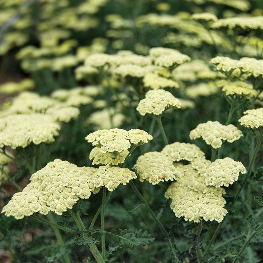 Achillea Moon Dust™