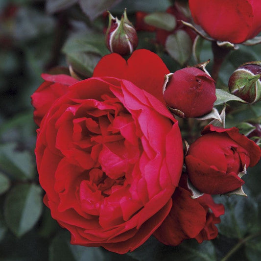 Rosa Florentina™ Arborose®