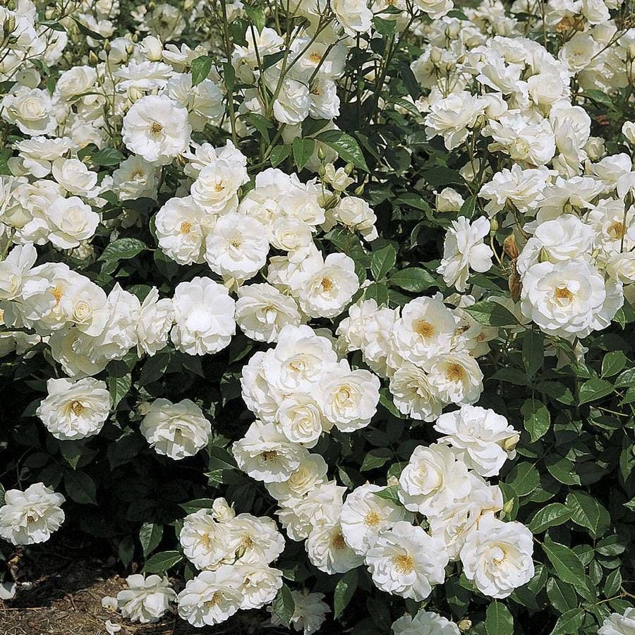 Rosa Iceberg