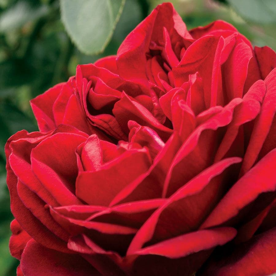 Rosa Desmond Tutu ™Sunbelt®