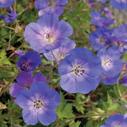 Geranium 'Rozanne'