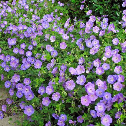 Geranium 'Rozanne'