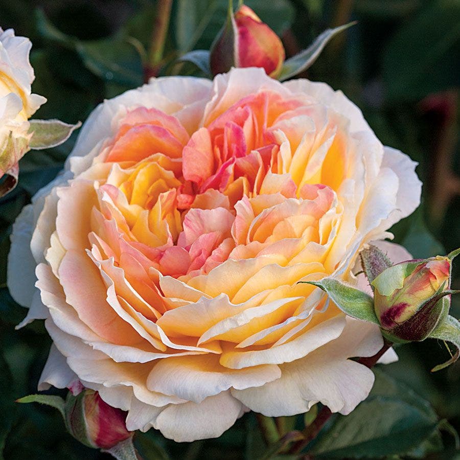 Rosa La Park