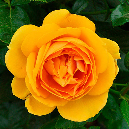 Rosa Soaring to Glory