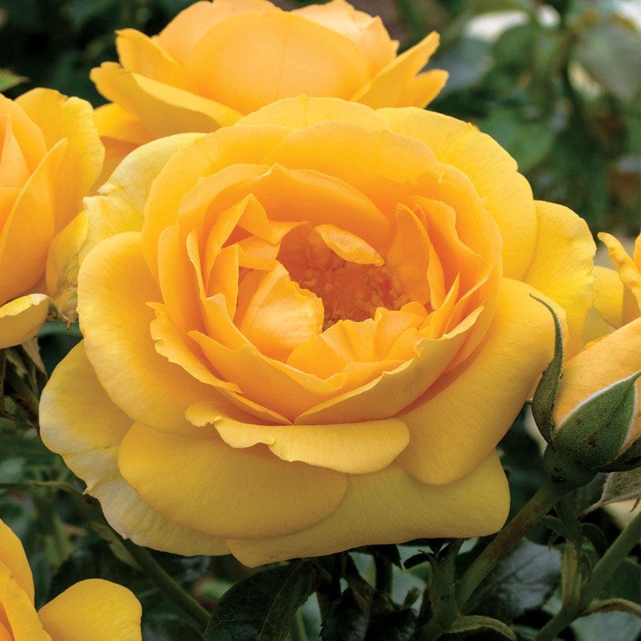 Rosa Soaring to Glory