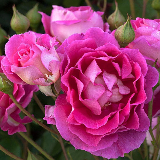 Rosa Mauvelous